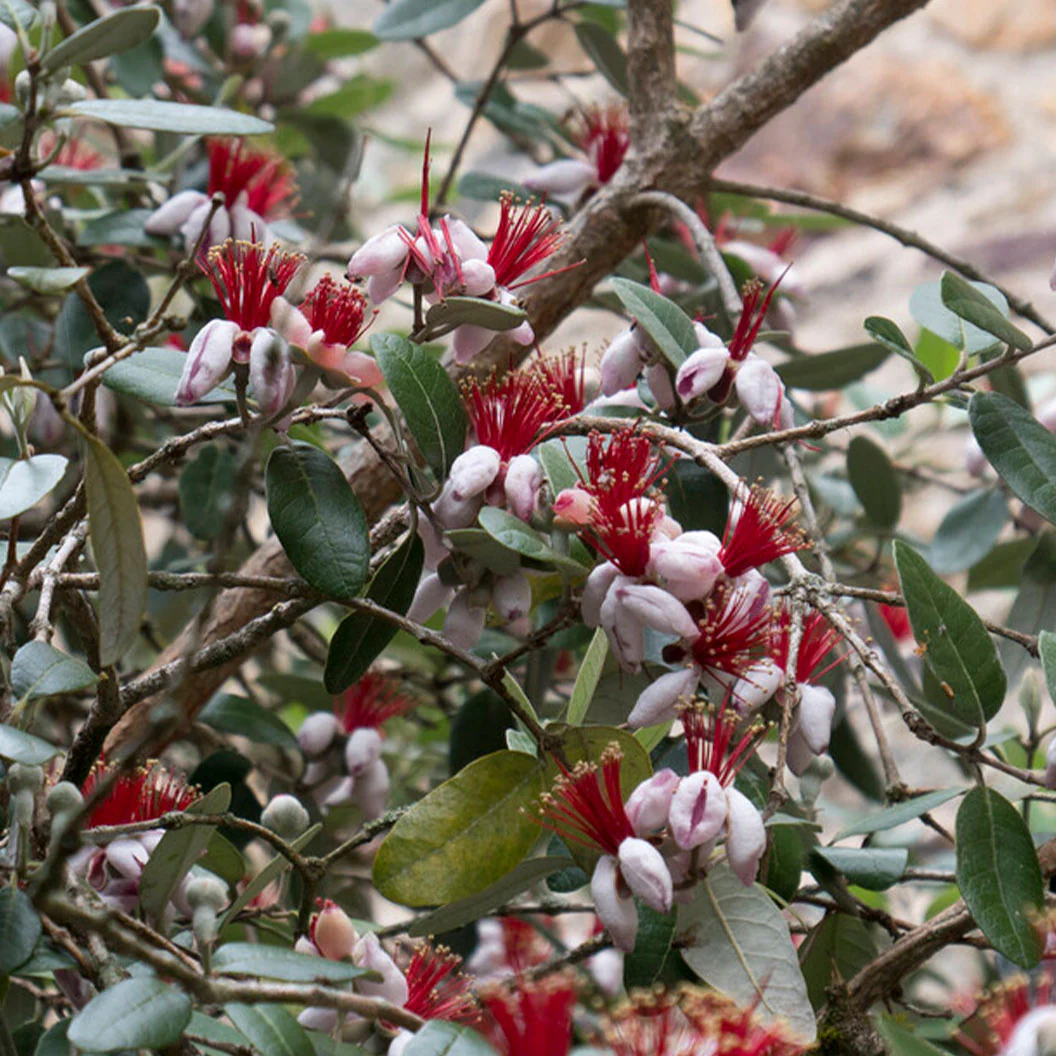 Pineapple Feijoa Guava Tree - Image 3