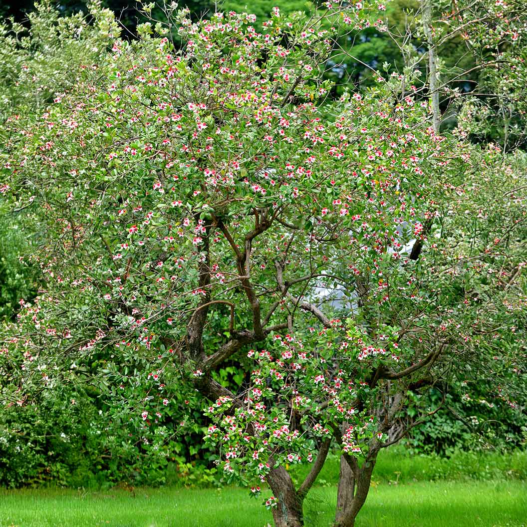 Pineapple Guava Coolidge Tree - Image 2