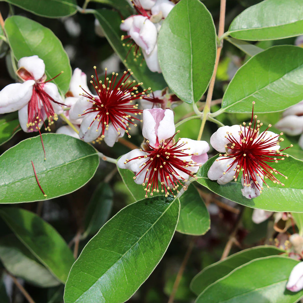 Pineapple Guava Coolidge Tree - Image 3