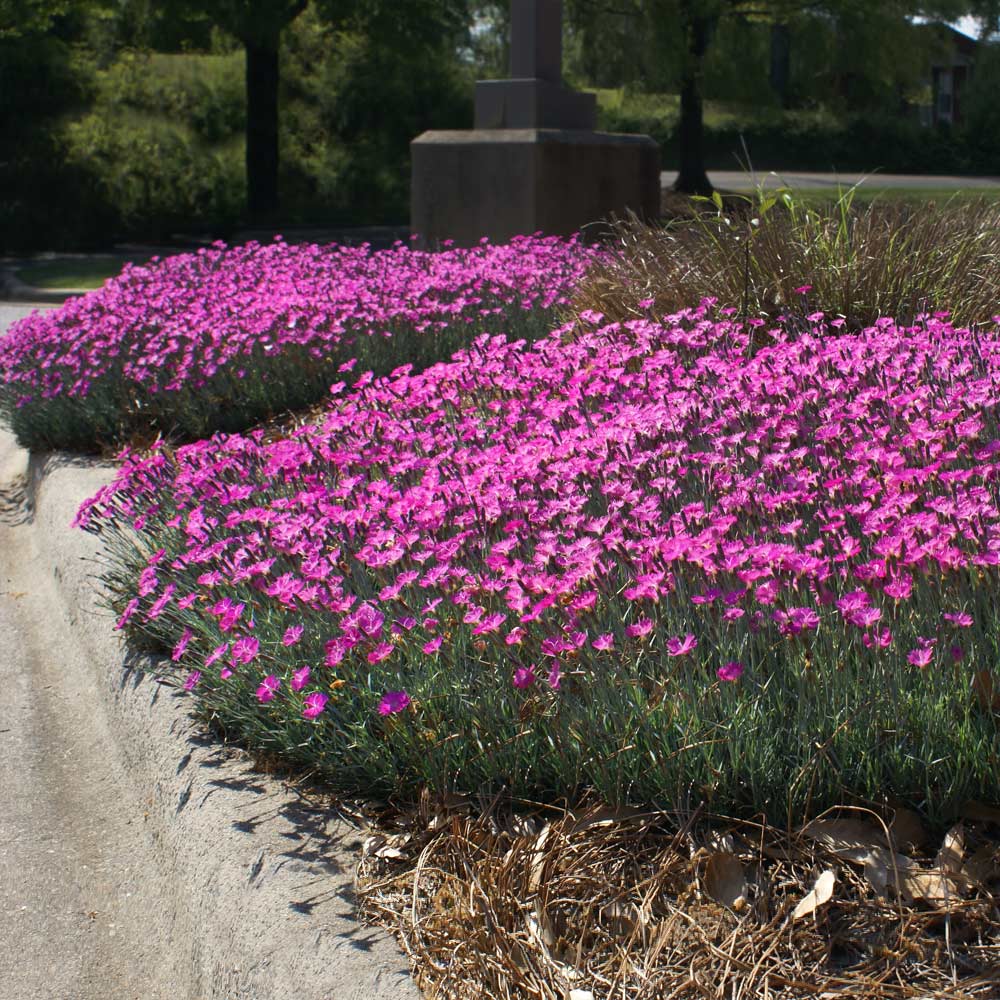 Firewitch Dianthus Plant - Image 2
