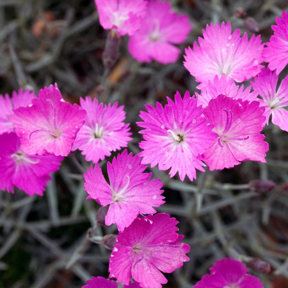 Firewitch Dianthus Plant - Image 3
