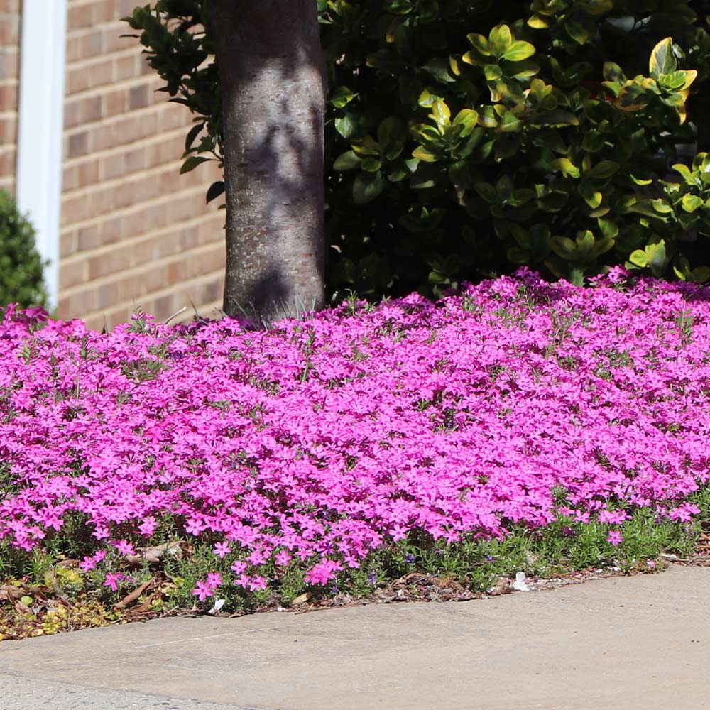 Firewitch Dianthus Plant - Image 4