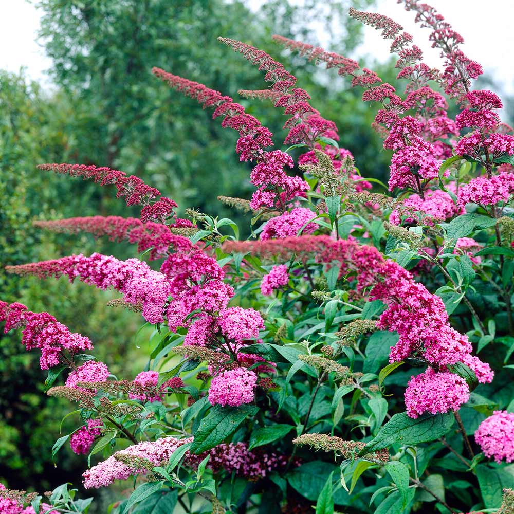 Pink Delight Butterfly Bush - Image 3