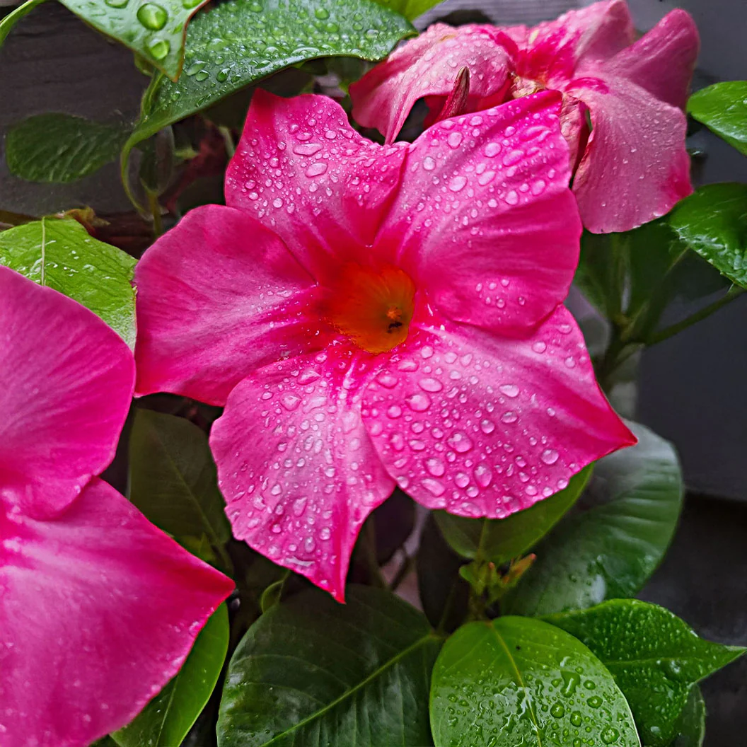 Pink Diplodenia Bush - Image 2