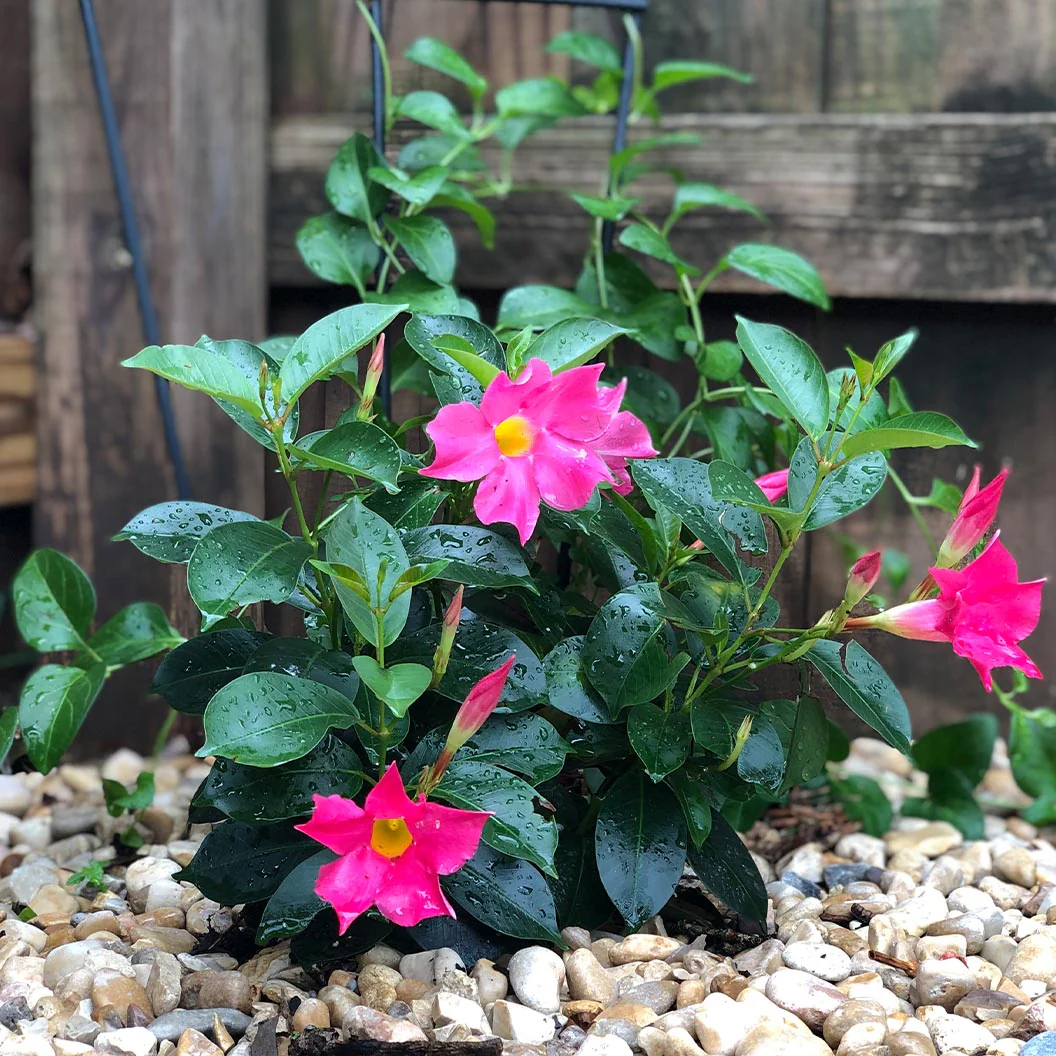 Pink Diplodenia Bush - Image 3