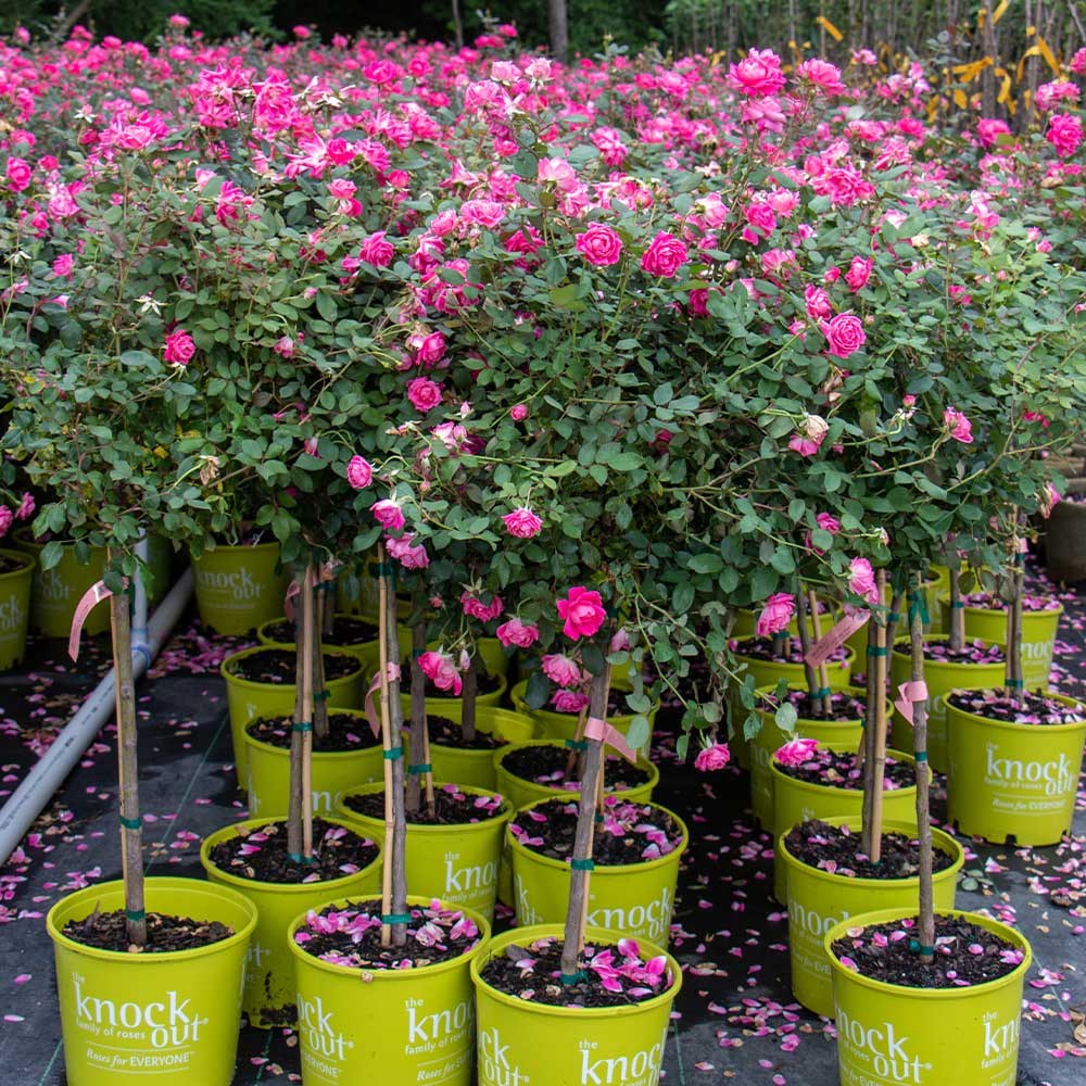 Pink Knock Out® Rose Tree - Image 5