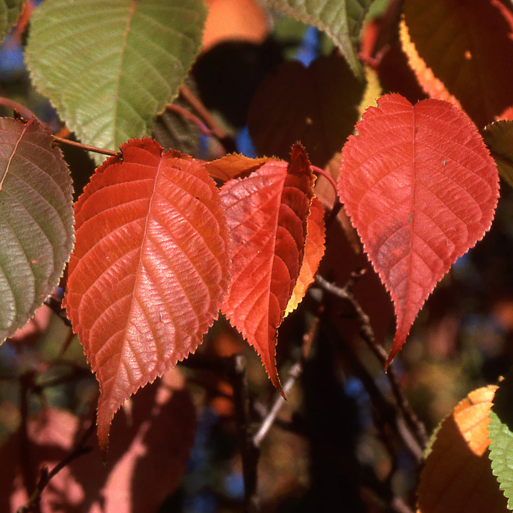 Pink Flair® Cherry Tree - Image 3