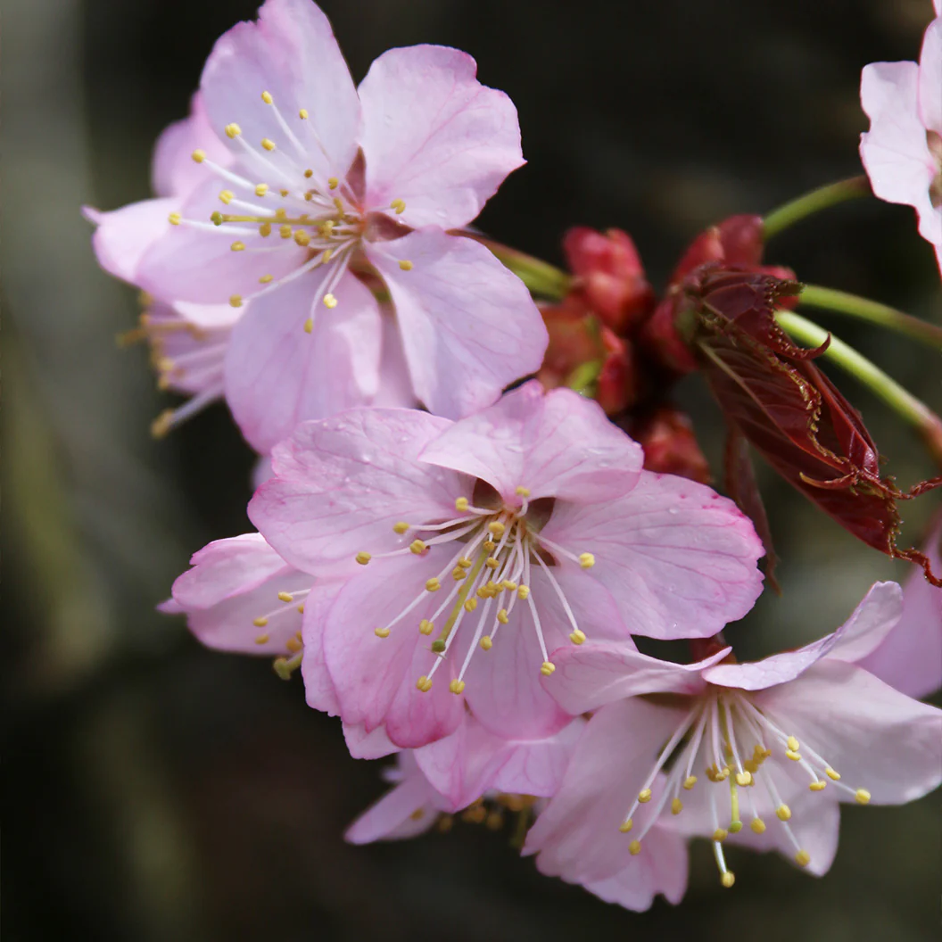 Pink Flair® Cherry Tree - Image 4