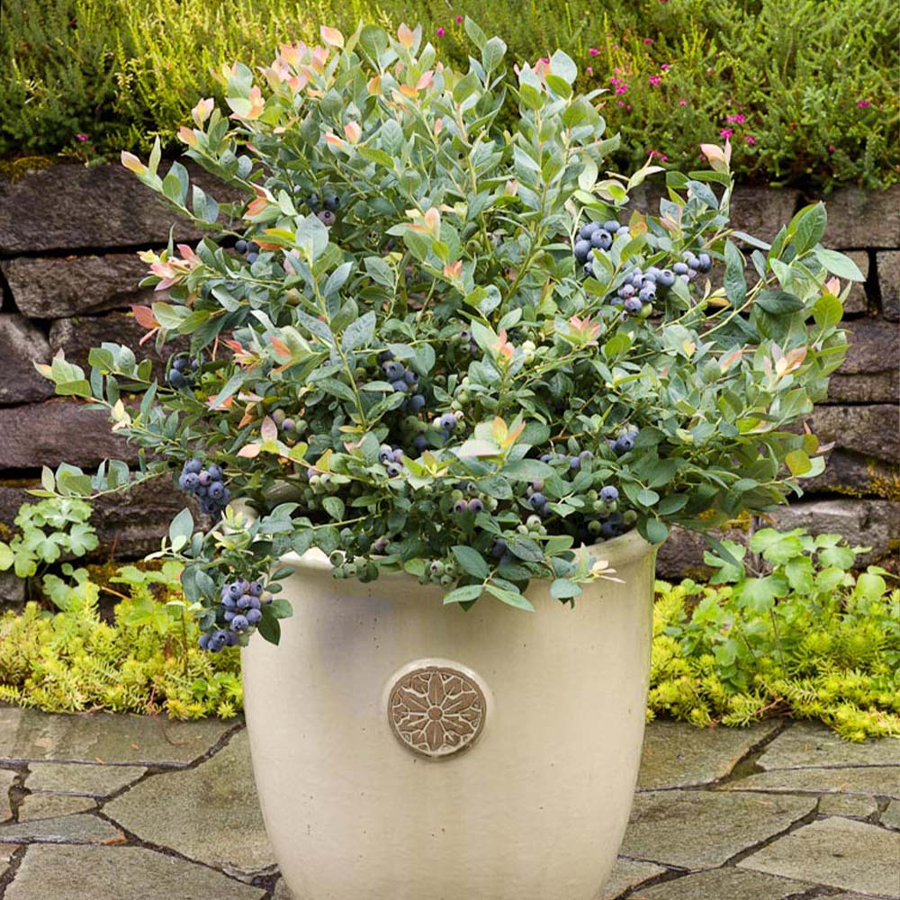 Bushel and Berry® Pink Icing® Blueberry Bush - Image 2