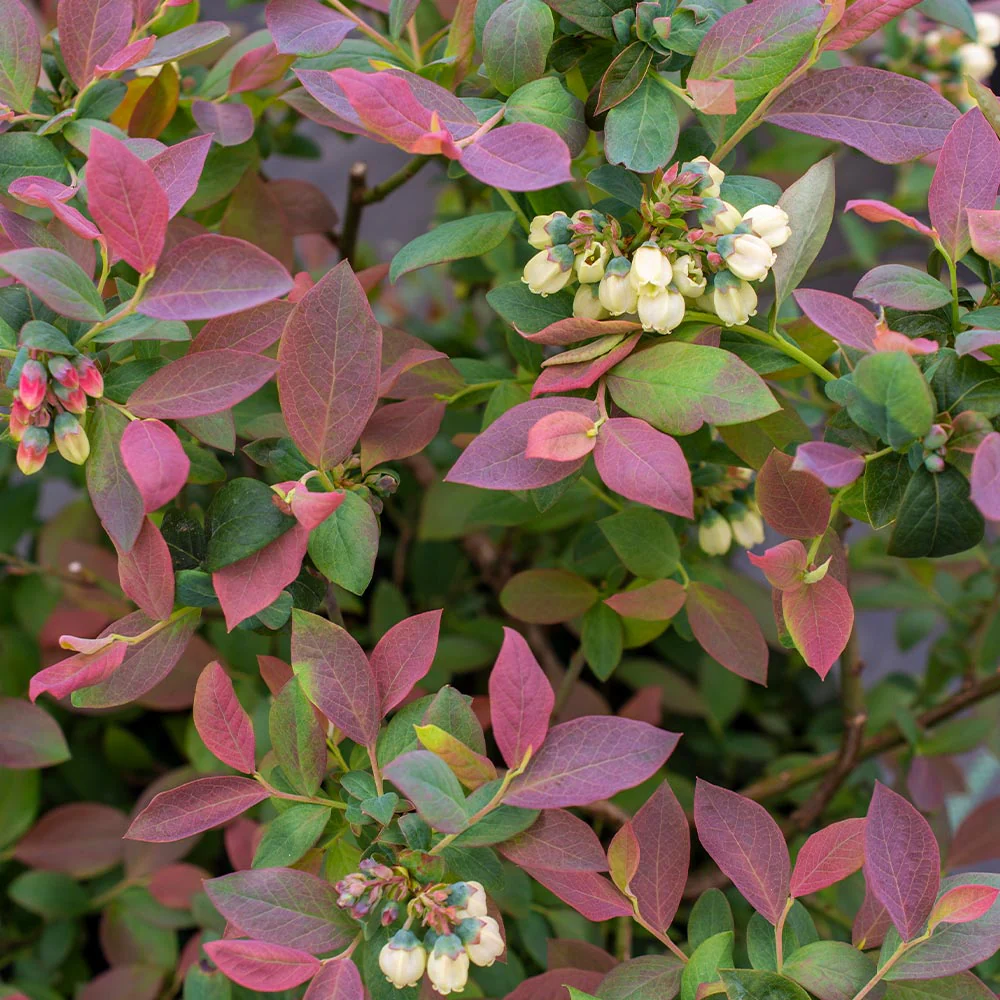 Bushel and Berry® Pink Icing® Blueberry Bush - Image 3