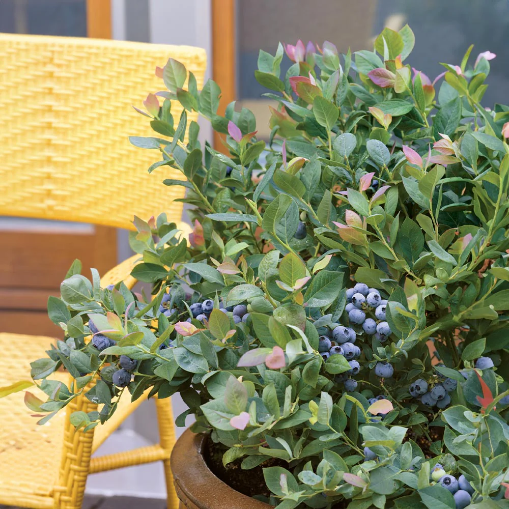 Bushel and Berry® Pink Icing® Blueberry Bush - Image 4