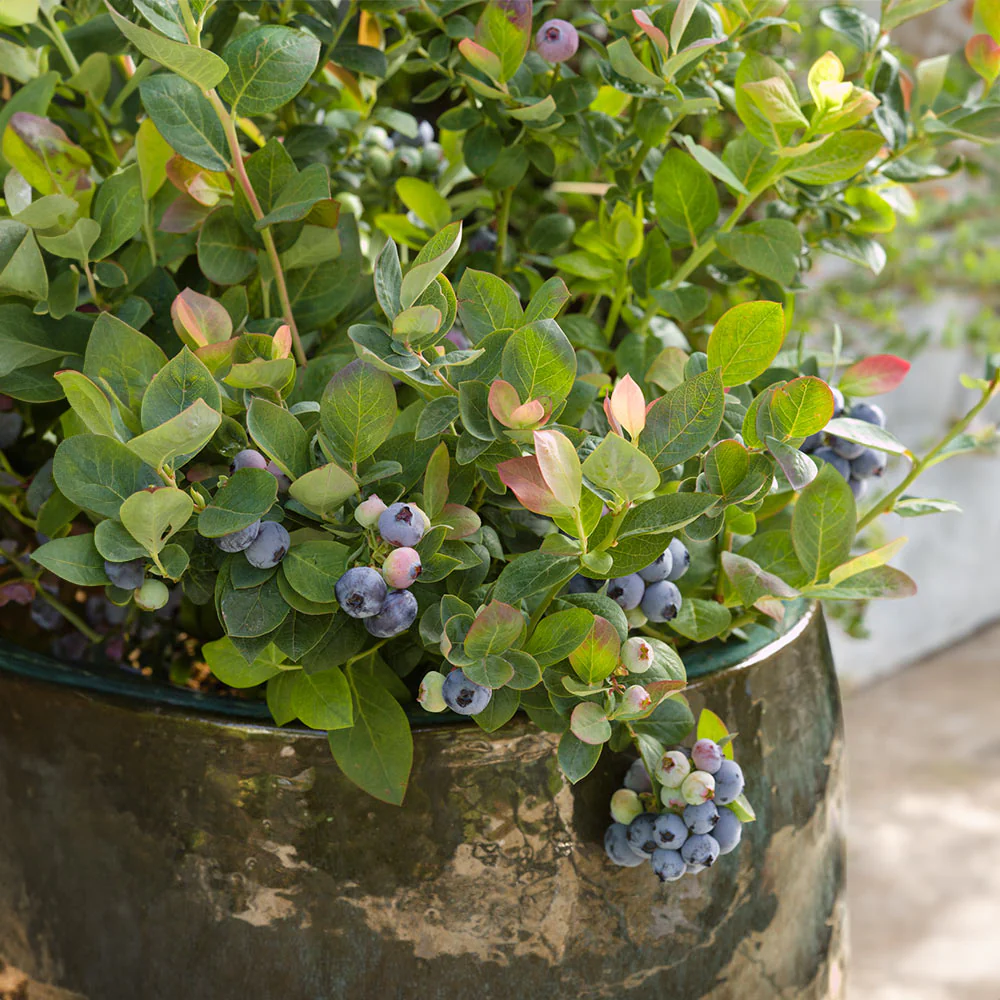 Bushel and Berry® Pink Icing® Blueberry Bush - Image 5