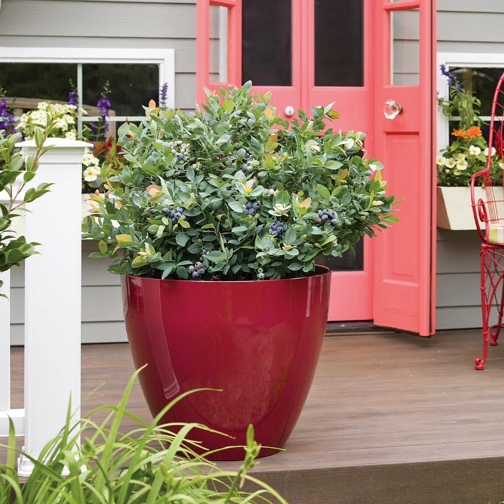 Bushel and Berry® Pink Icing® Blueberry Bush - Image 6