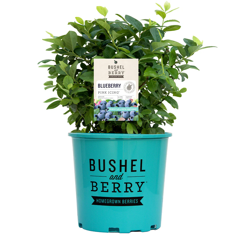 Bushel and Berry® Pink Icing® Blueberry Bush - Image 7