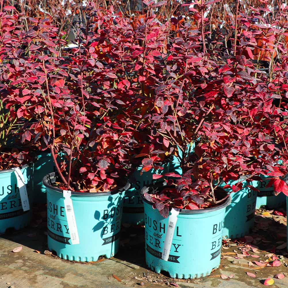 Bushel and Berry® Pink Icing® Blueberry Bush - Image 9
