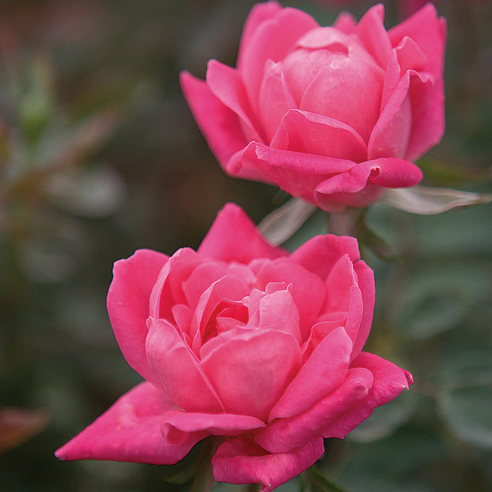 Double Pink Knock Out® Rose Shrub - Image 3