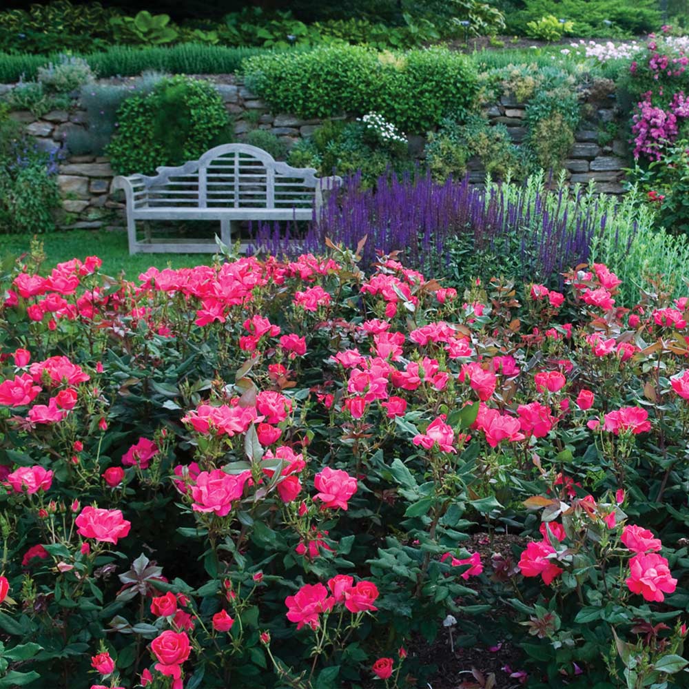 Double Pink Knock Out® Rose Shrub - Image 4
