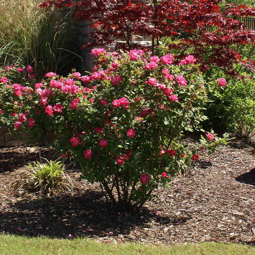Double Pink Knock Out® Rose Shrub - Image 5