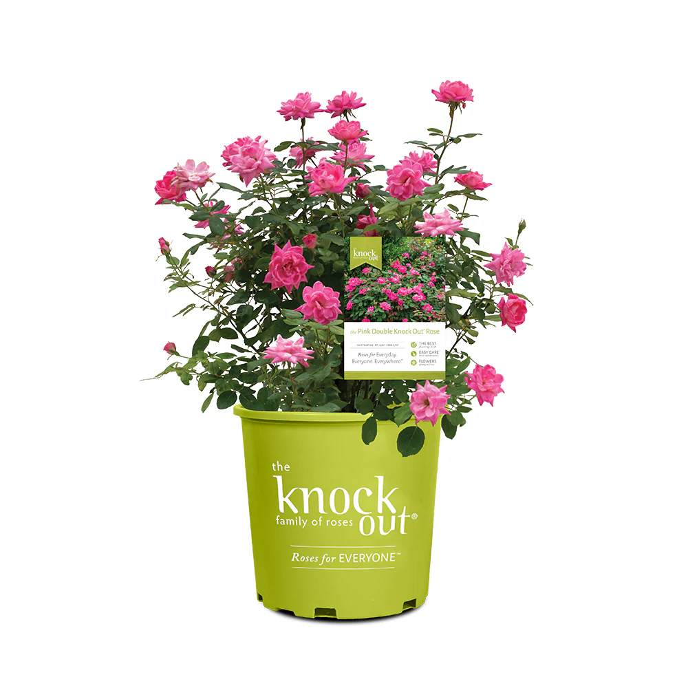 Double Pink Knock Out® Rose Shrub - Image 6