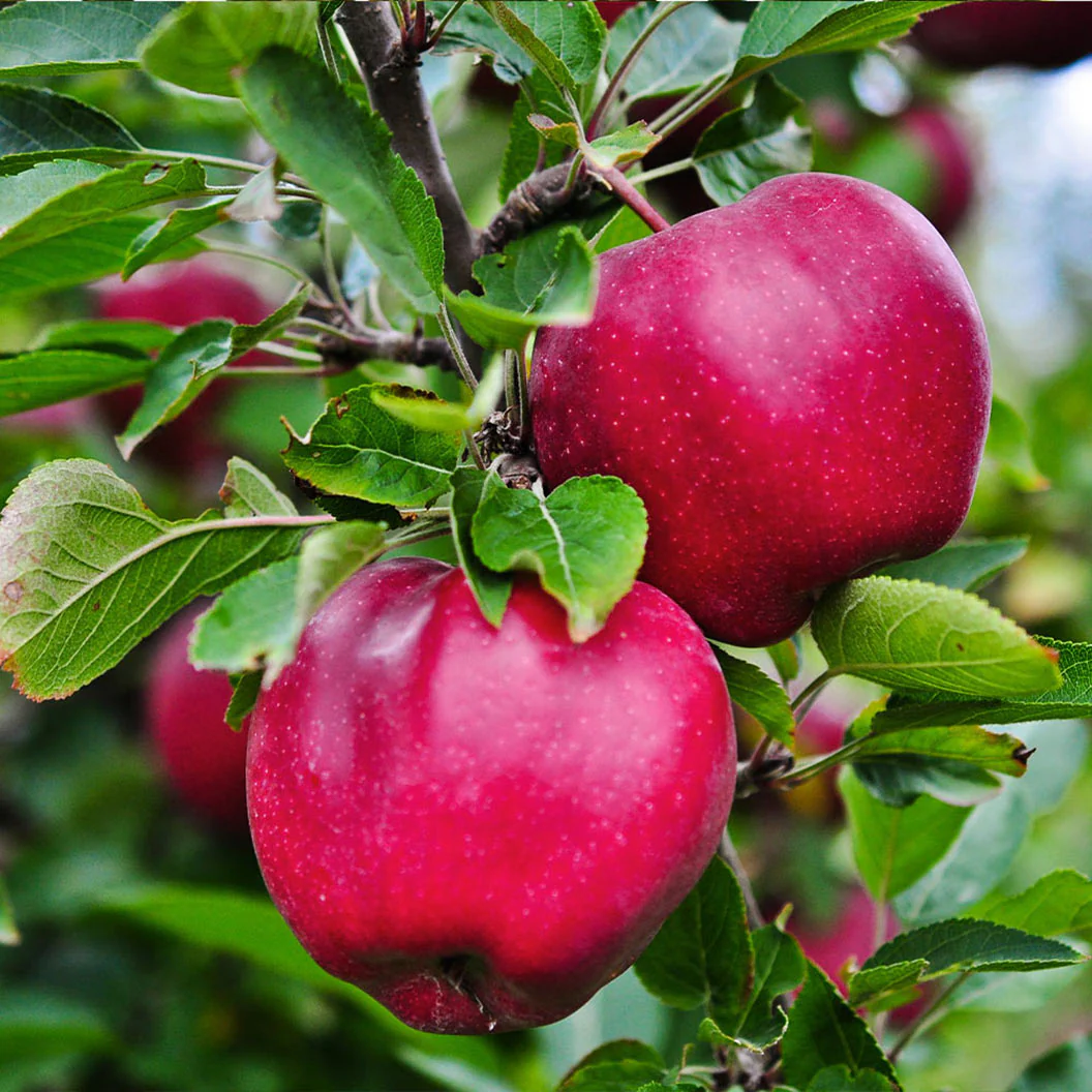 Pink Lady® Apple Tree - Image 2