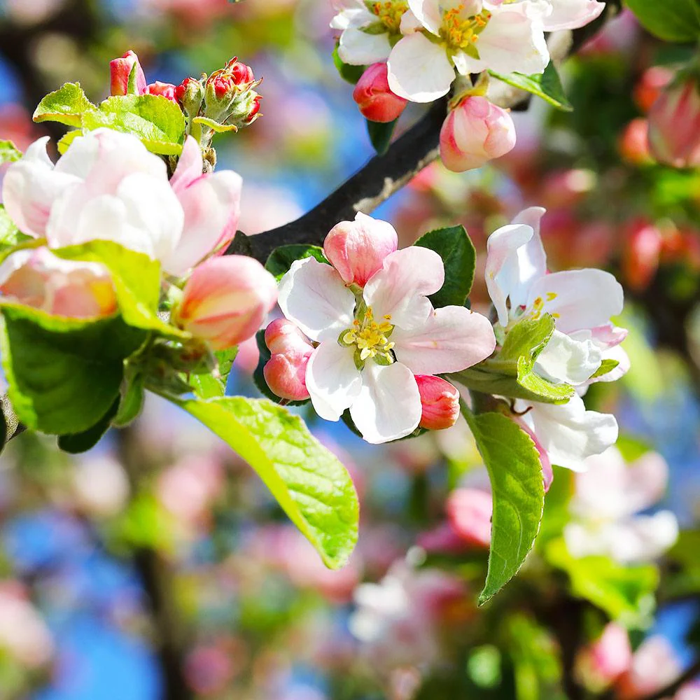 Pink Lady® Apple Tree - Image 4