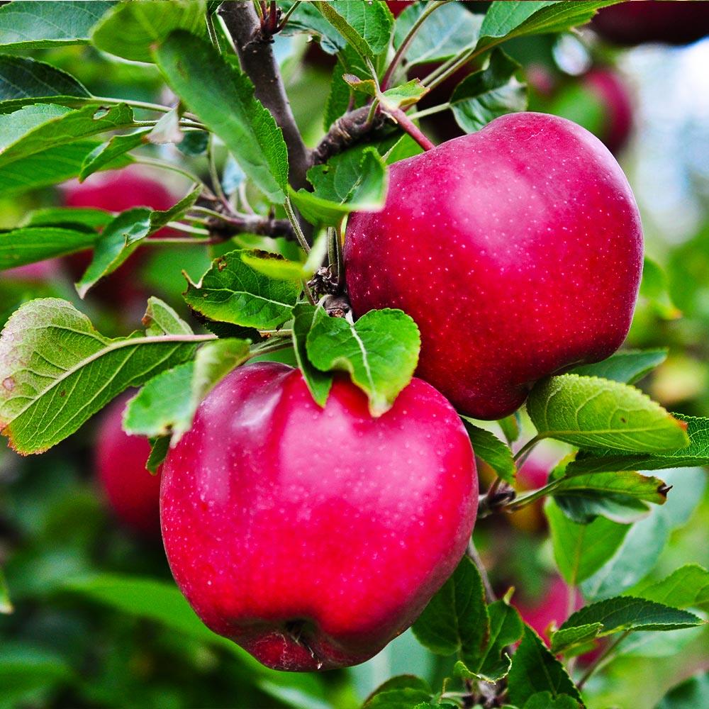 Pink Lady® Apple Tree - Image 2