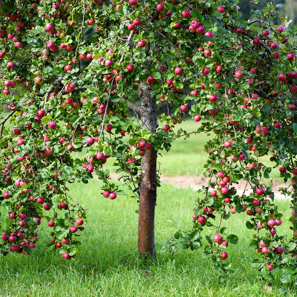 Pink Lady® Apple Tree - Image 3