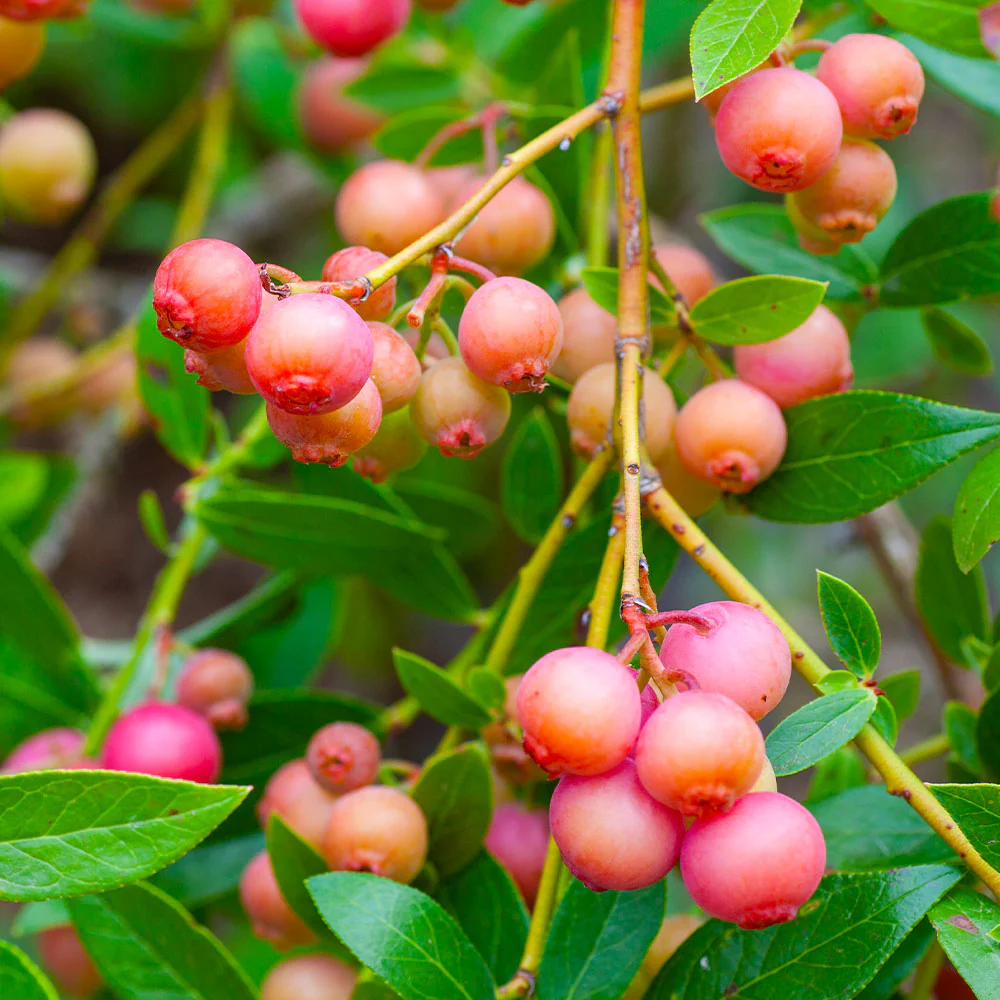 Pink Lemonade Blueberry Bush - USDA Organic - Image 3