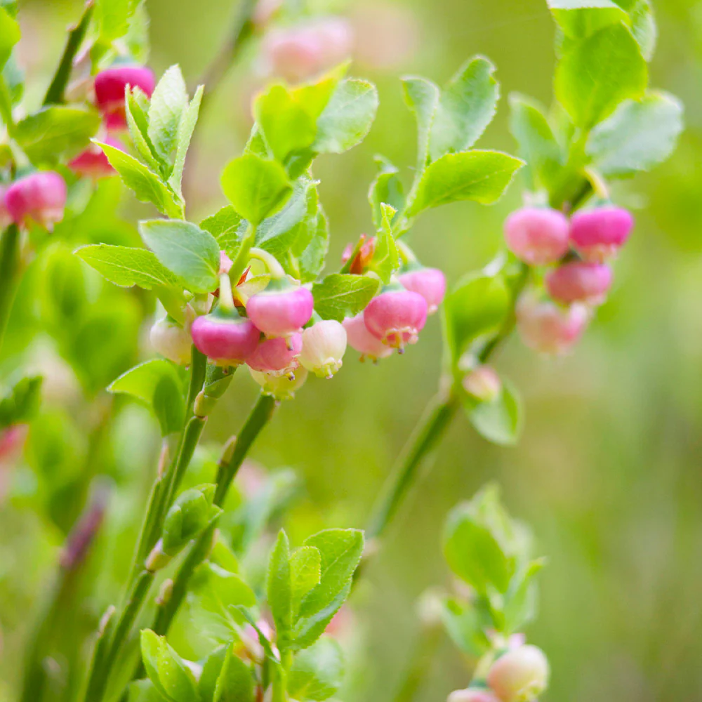 Pink Lemonade Blueberry Bush - USDA Organic - Image 4