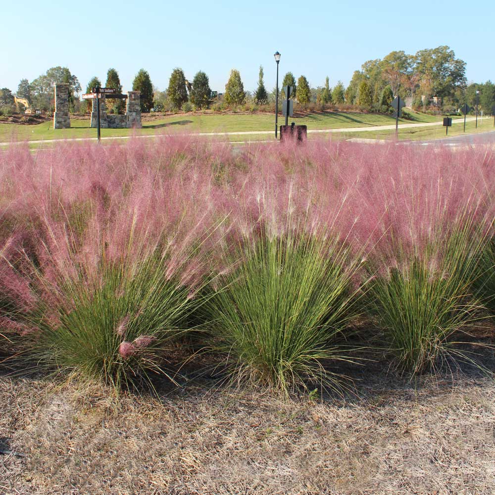 Pink Muhly Grass - Image 3