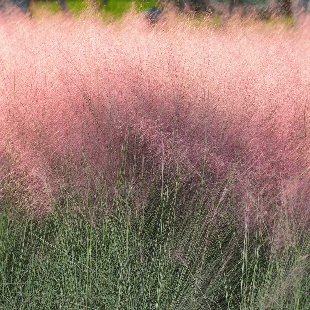 Pink Muhly Grass - Image 4
