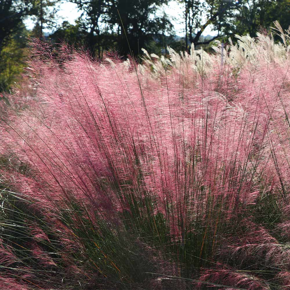 Pink Muhly Grass - Image 5