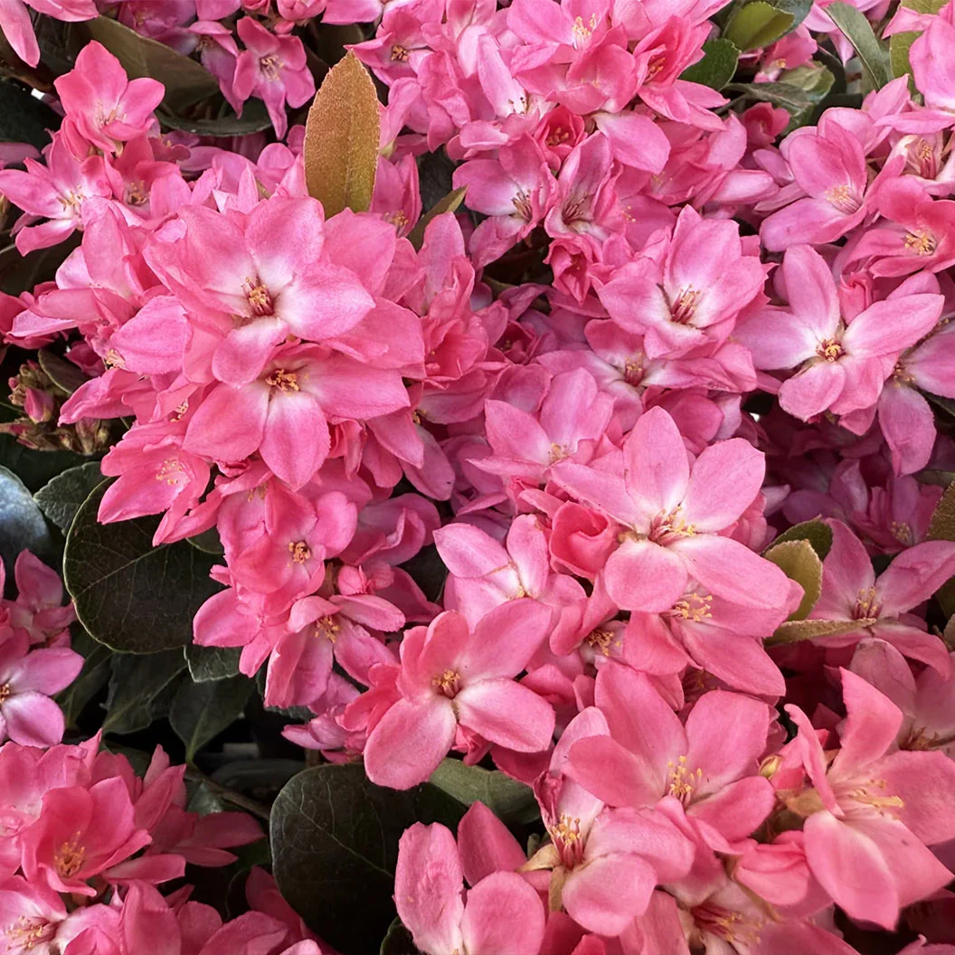 Pink Pearl™ Improved Indian Hawthorne Shrub - Image 2
