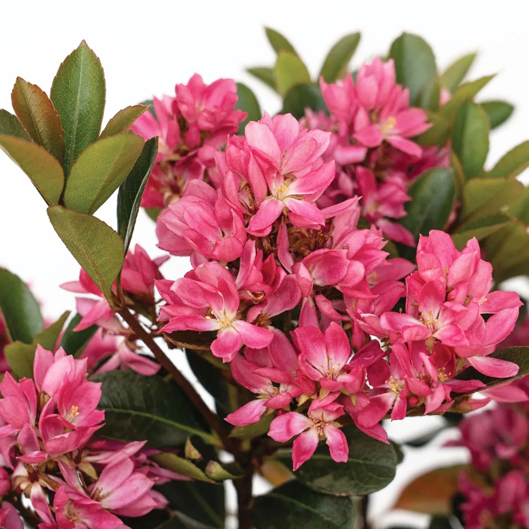 Pink Pearl™ Improved Indian Hawthorne Shrub - Image 3