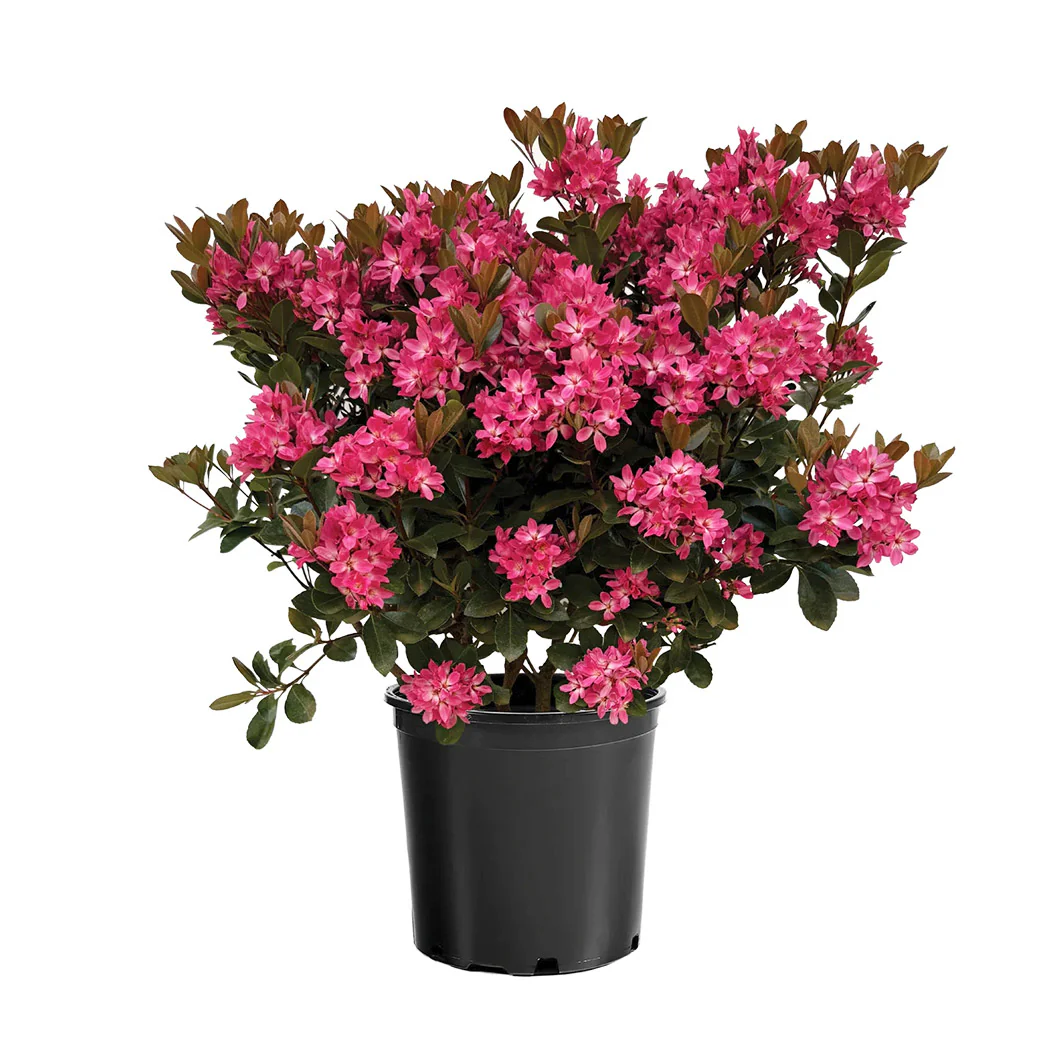 Pink Pearl™ Improved Indian Hawthorne Shrub - Image 4