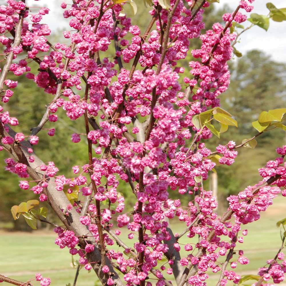 Bloomables® Pink Pom Poms Redbud Tree - Image 3