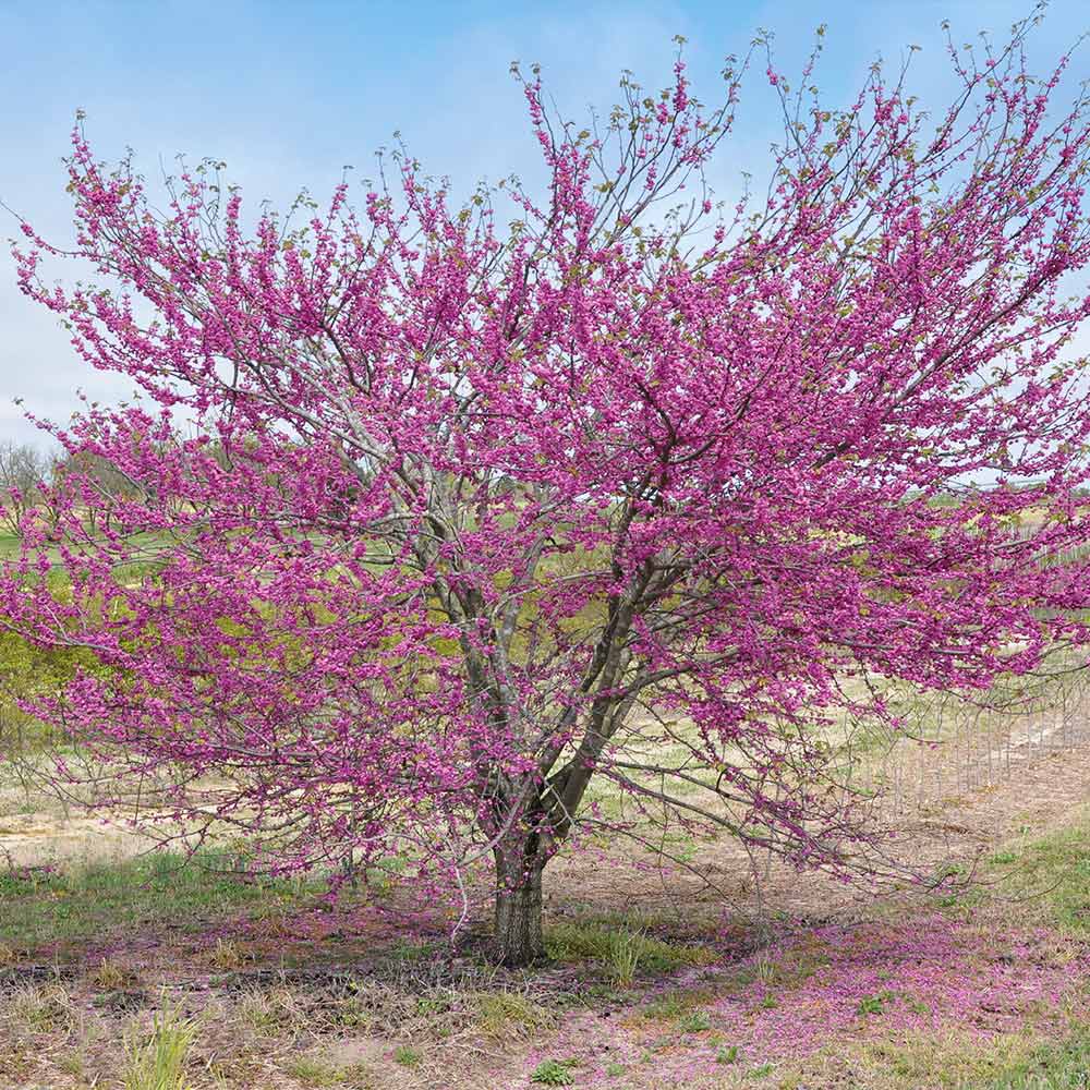 Bloomables® Pink Pom Poms Redbud Tree - Image 4
