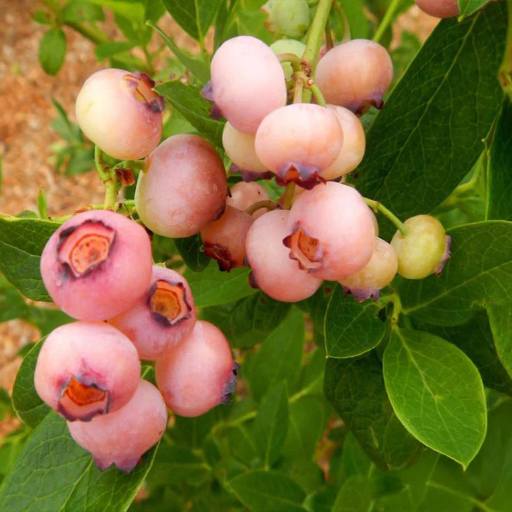 Pink Popcorn™ Blueberry Bush - Image 2