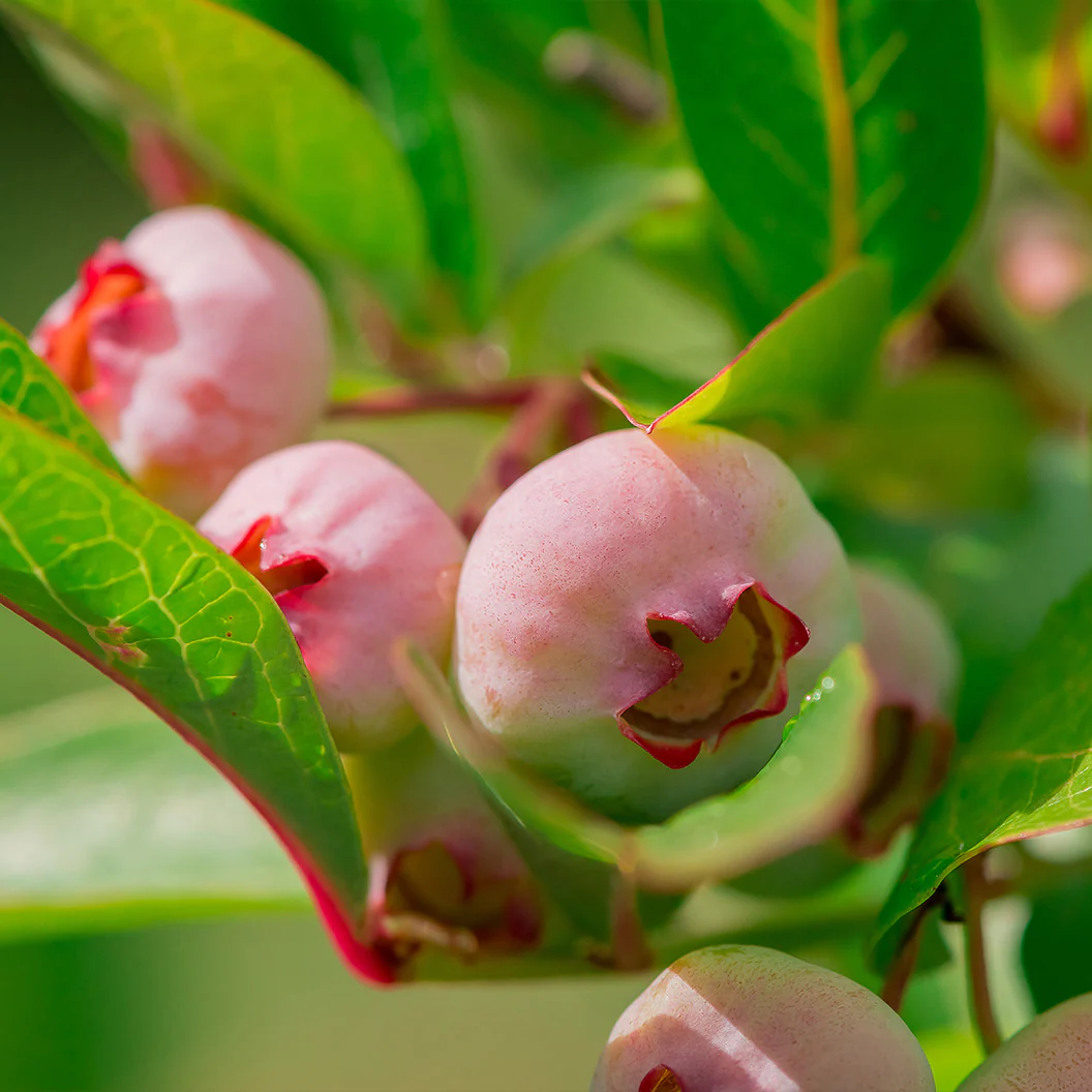 Pink Popcorn™ Blueberry Bush - Image 3