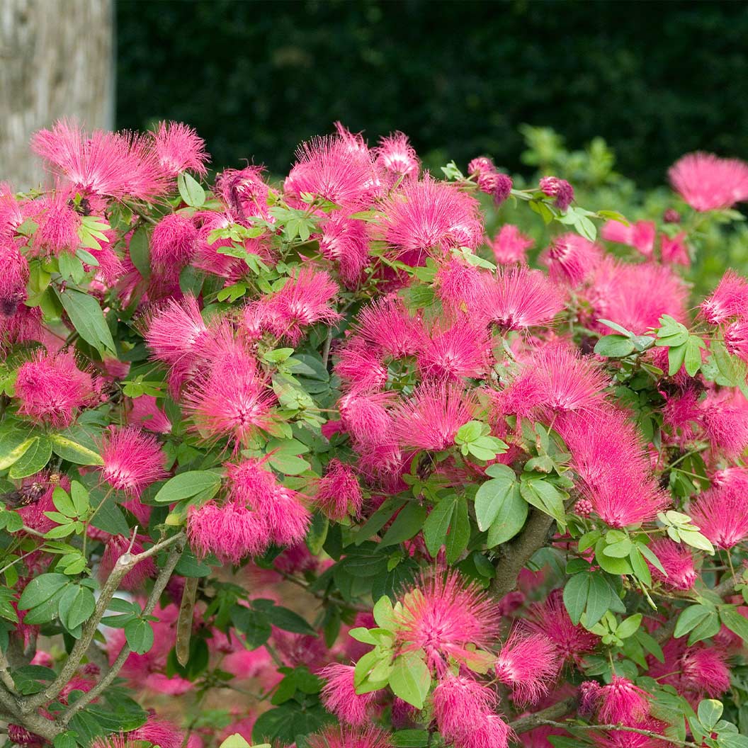Pink Powder Puff - Image 2