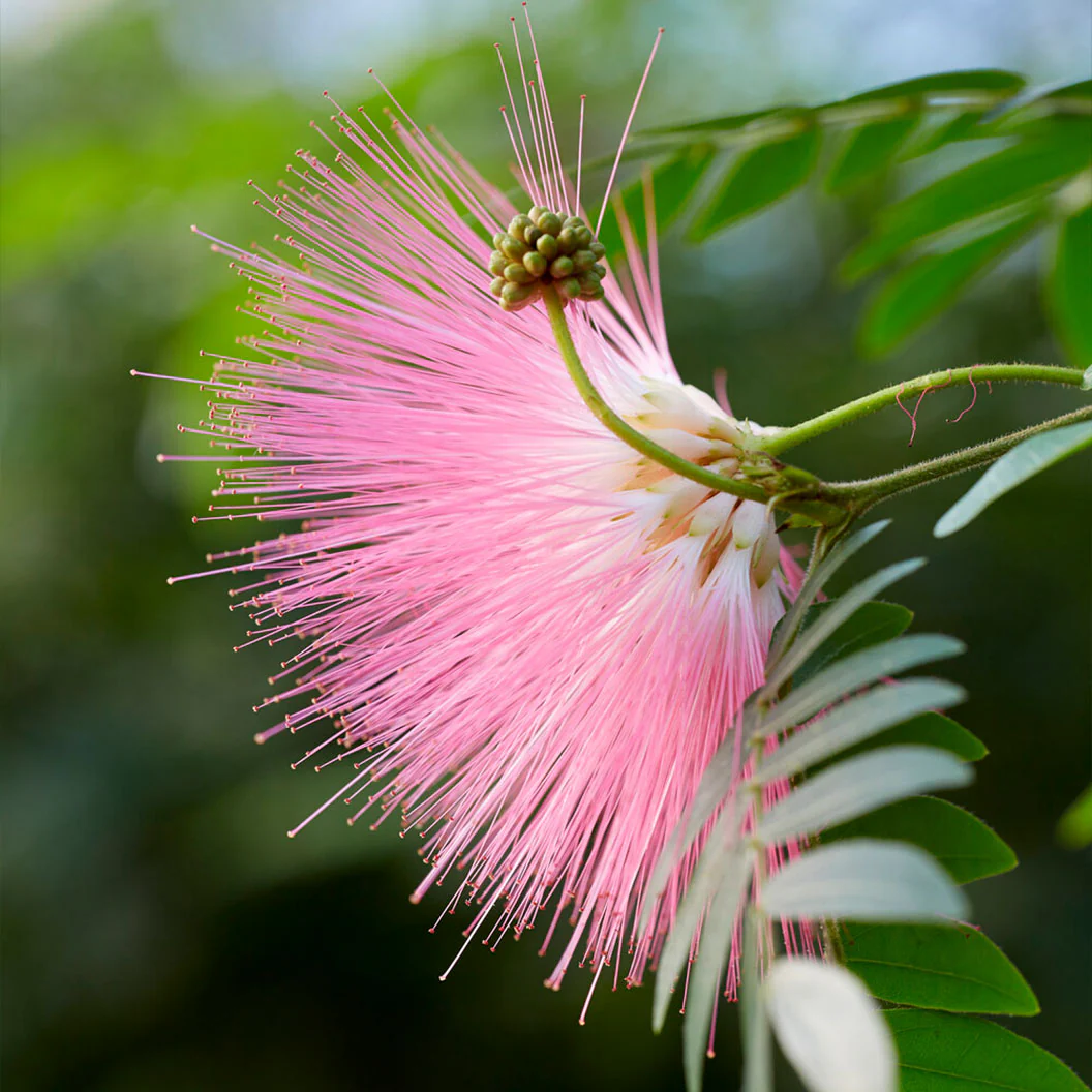 Pink Powder Puff - Image 3