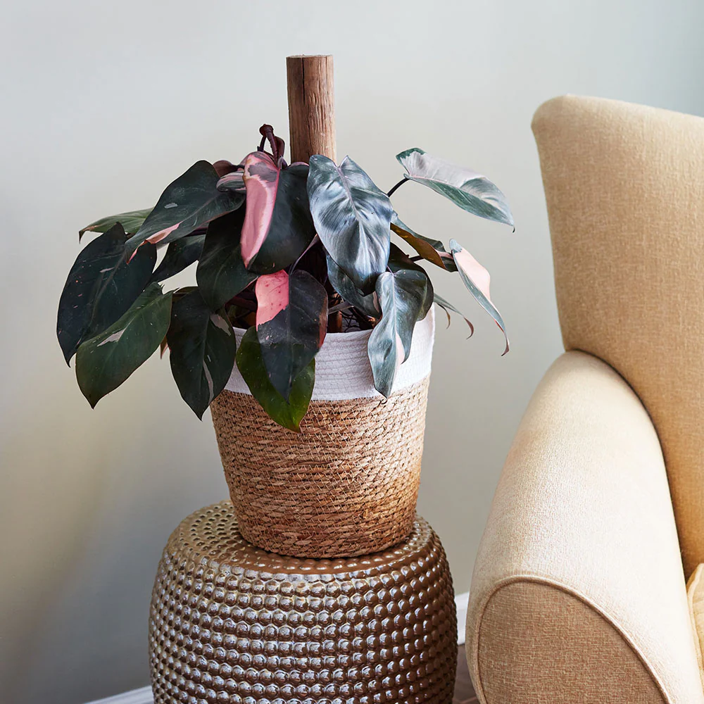 Pink Princess Philodendron - Image 4