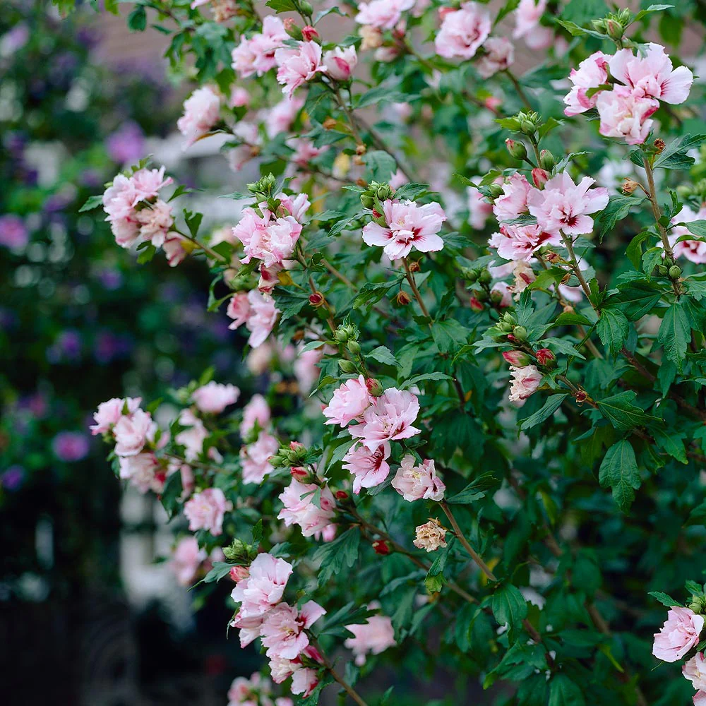 Pink Rose of Sharon Althea Shrub - Image 2