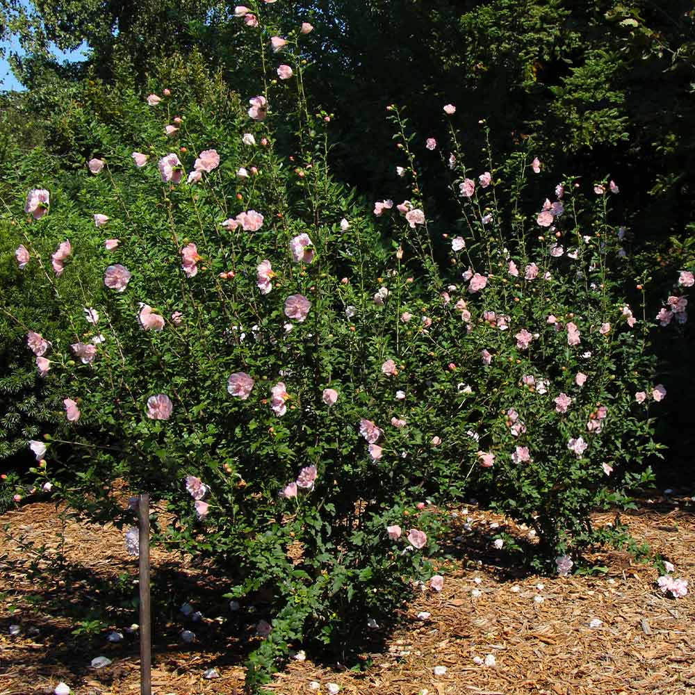 Pink Rose of Sharon Althea Shrub - Image 3