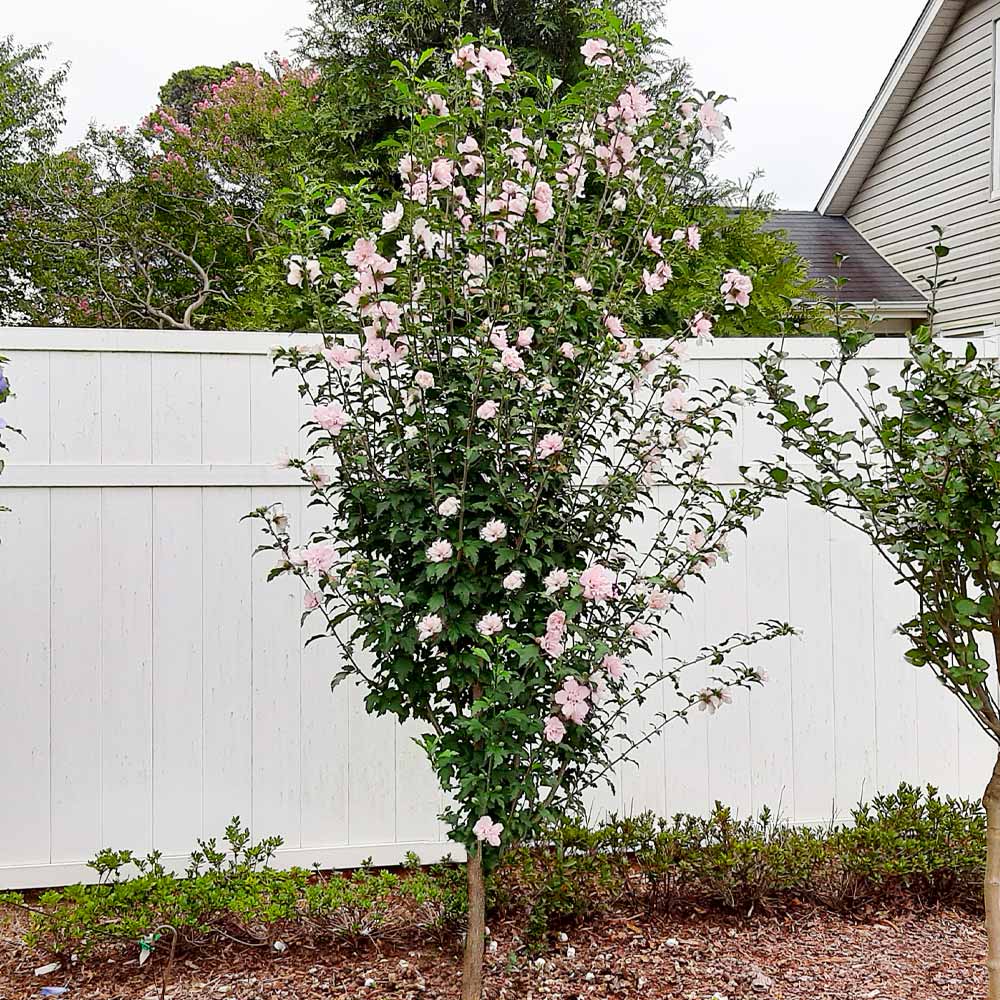 Pink Rose of Sharon Althea Tree - Image 2
