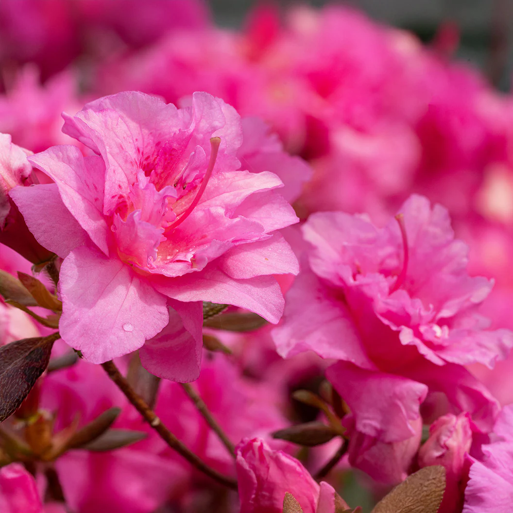 Pink Ruffle Azalea - Image 2