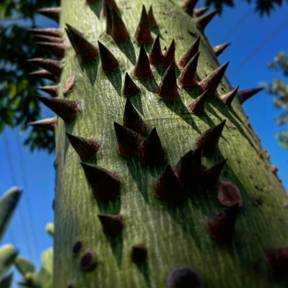 Pink Silk Floss Tree - Image 3