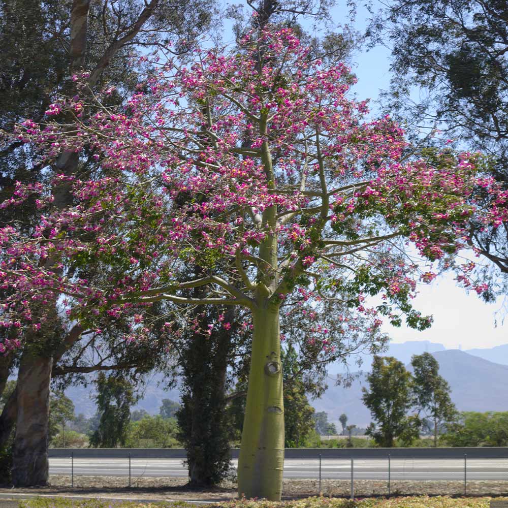 Pink Silk Floss Tree - Image 4
