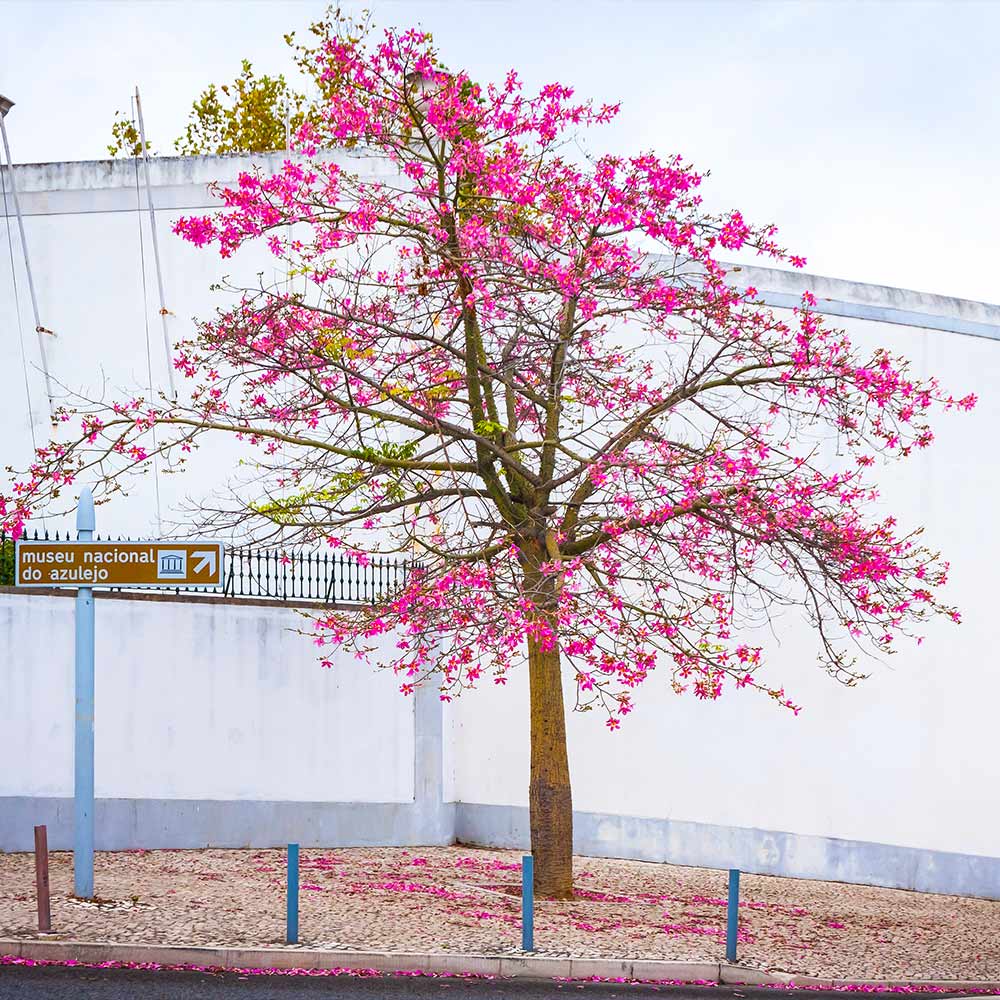 Pink Silk Floss Tree - Image 5
