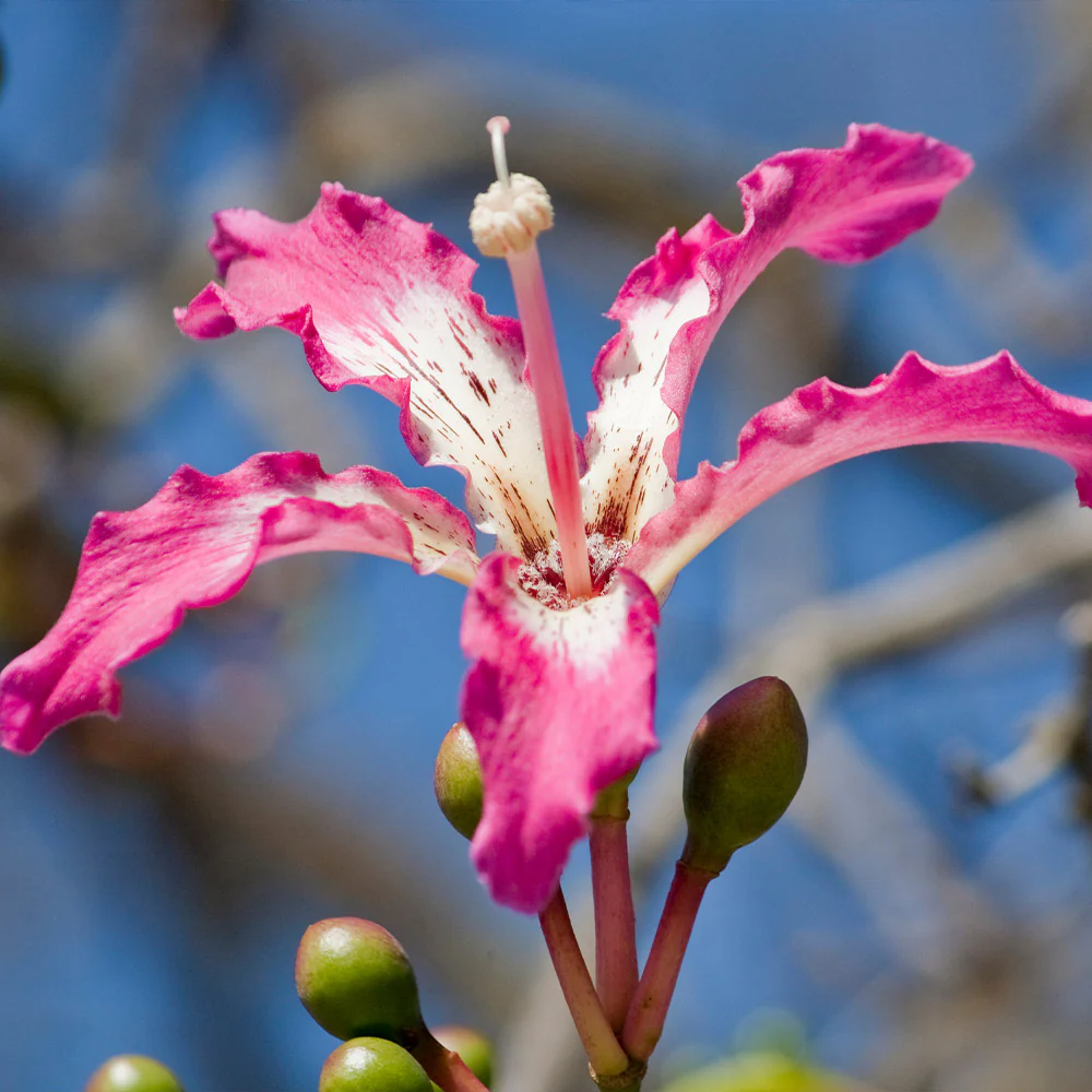 Pink Silk Floss Tree - Image 6